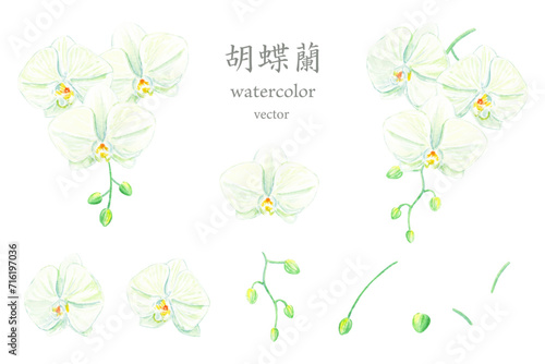水彩で描く胡蝶蘭のベクターイラストセット