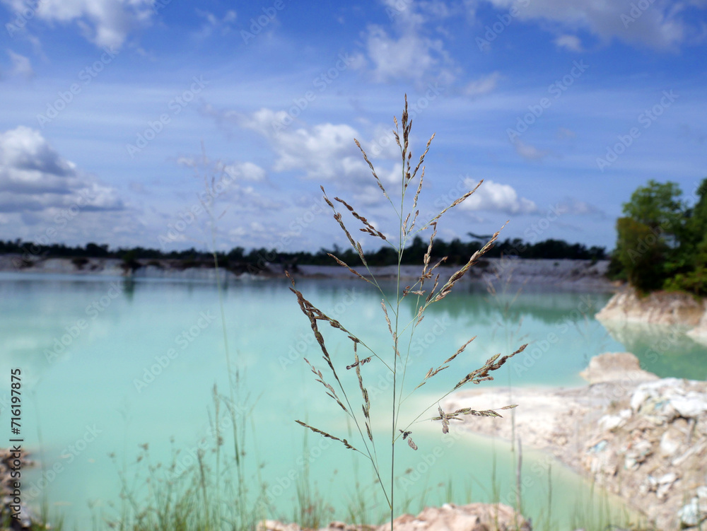 Panoramic view of a blue lake and wild herbs in a beautiful sunny day