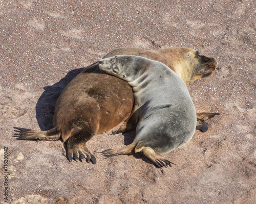 Australian Sea Lions (Neophoca cinerea) - Point Labatt Sea Lion Colony, South Australia
- with an estimated population of only 14,000, they are listed as 