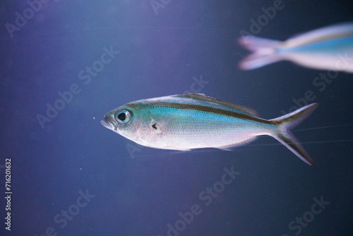カラフルな海水魚 ササムロ　グルクン