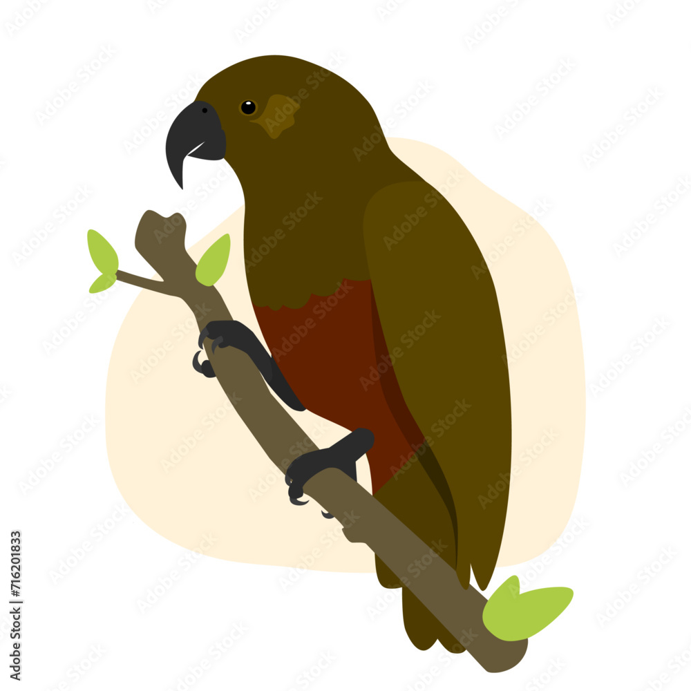 Fototapeta premium Kaka Parrot Native Aotearoa New Zealand Bird Flat Graphic Vector Illustration on Isolated Background 