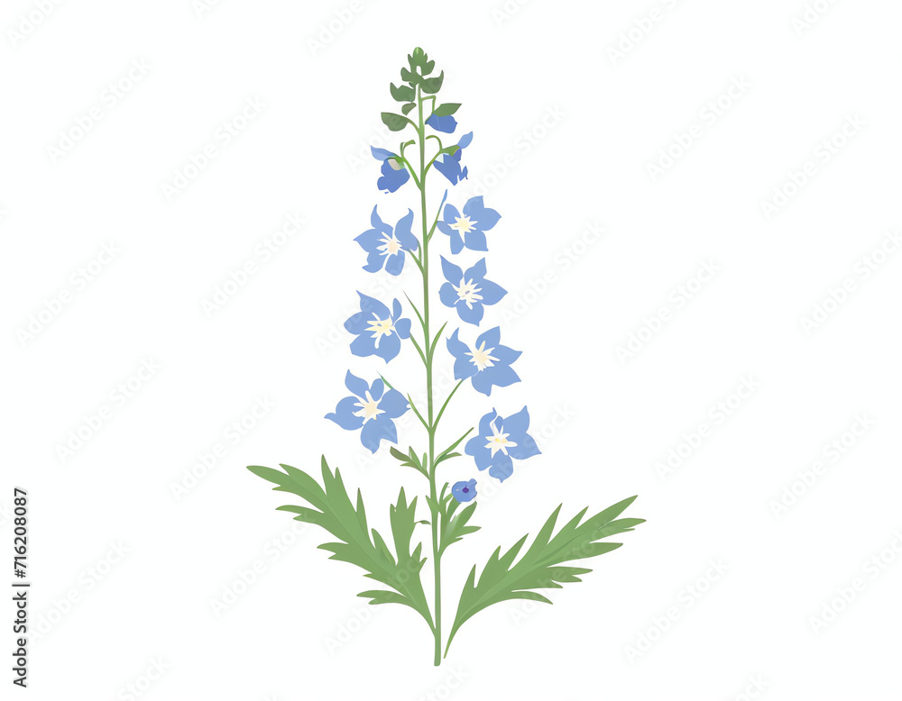 a delphinium flower isolated on white a delphinium flower isolated on white