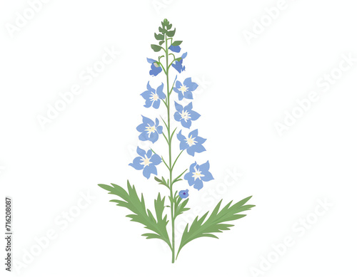 a delphinium flower isolated on white 