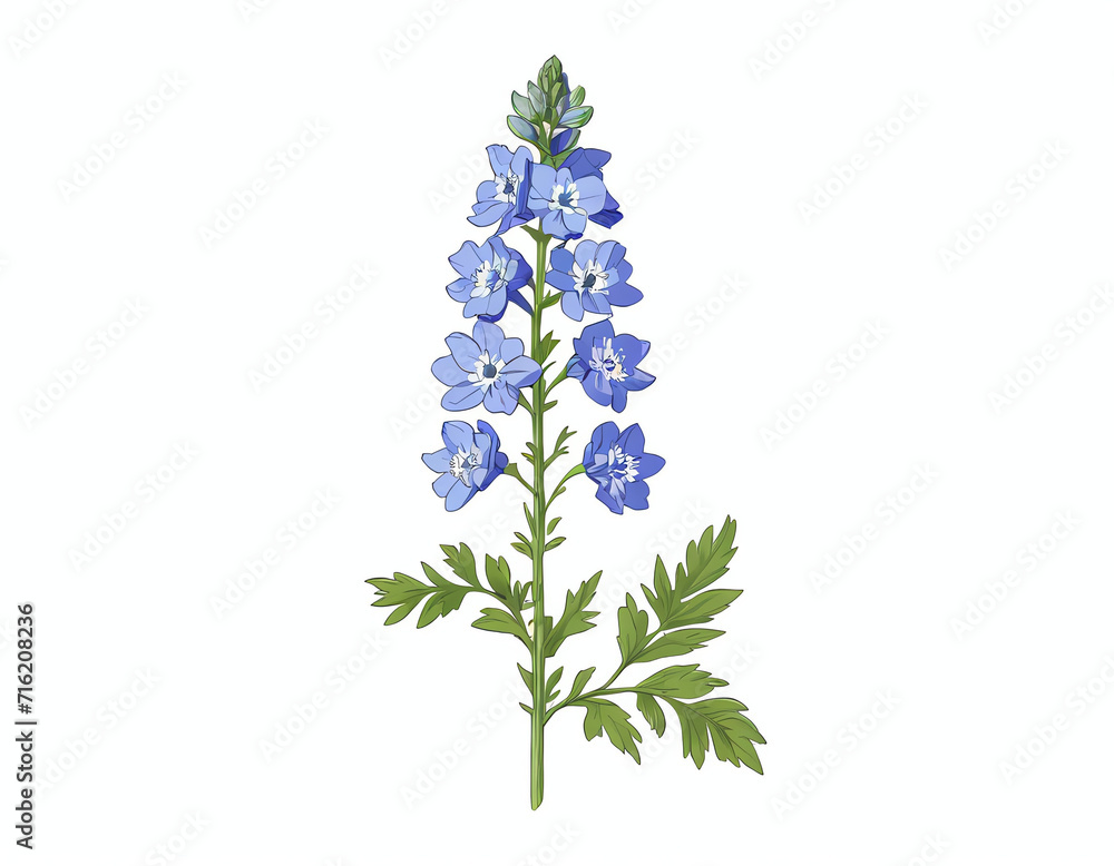 Obraz premium a delphinium flower isolated on white 
