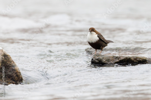 White-throated dipper, ( Cinclus cinclus )  sitting on a stone in the river.  photo