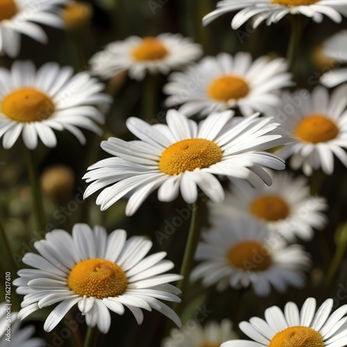 White daisies on a background of green grass close-up