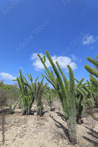 cactus in desert