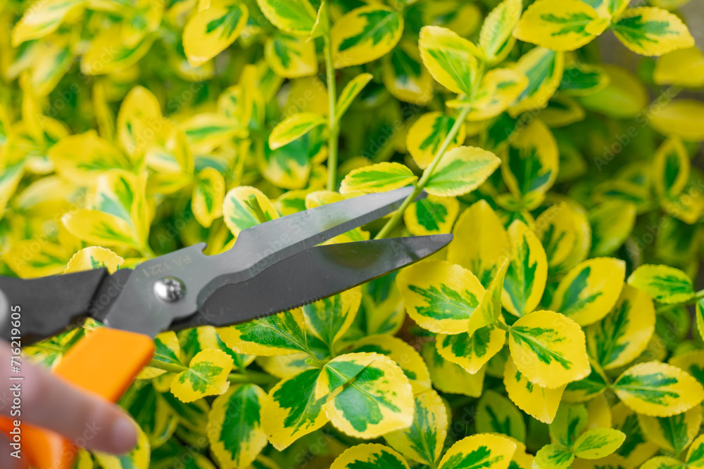 euonymus variegata . Euonymus pruning. Hands trim euonymus branches