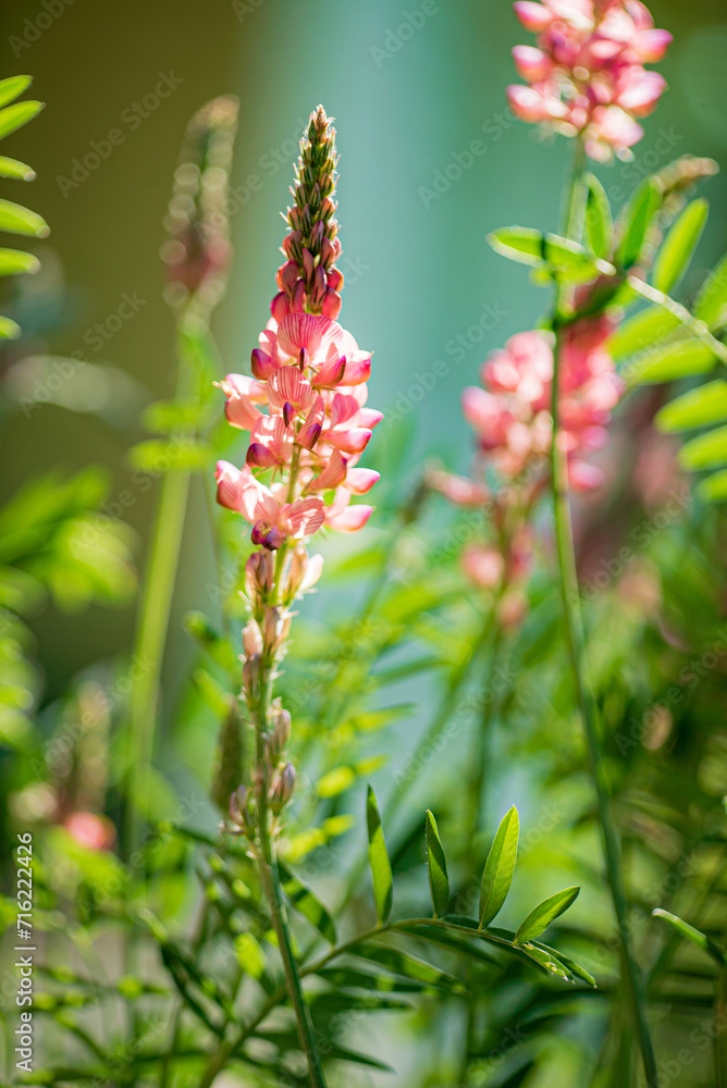 Onobrychis flowers in the garden Onobrychis flowers in the garden