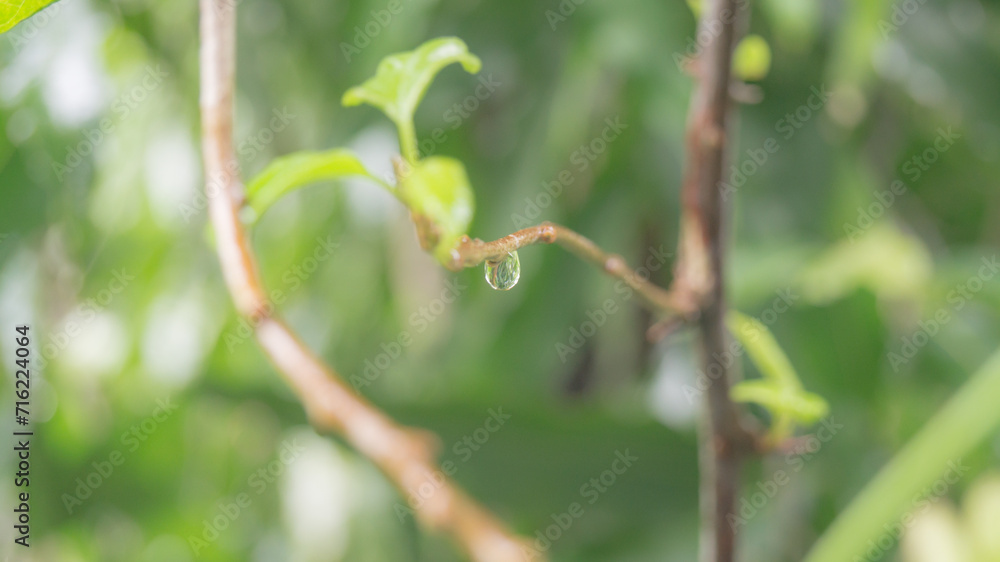 A photograph of a water droplet from a plant. A photograph of a water droplet from a plant.