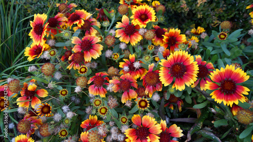 Nature photography, in Southern Nevada: blanket flowers grown on the rich soil of Southern Nevada. Yellow and red flower petals blooms abundantly.
