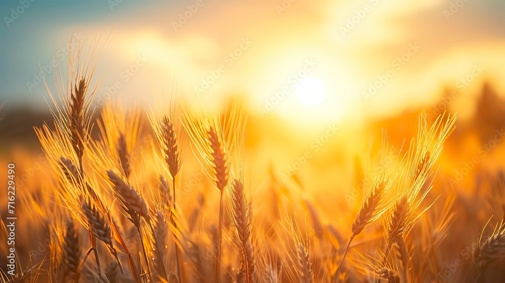 Peaceful scene of wheat field at sunrise - obrazy, fototapety, plakaty 