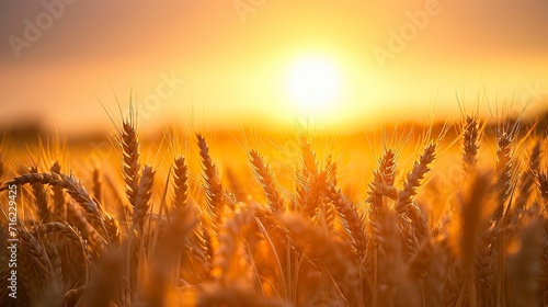 Peaceful scene of wheat field at sunrise