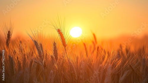 Peaceful scene of wheat field at sunrise