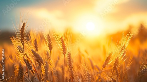 Peaceful scene of wheat field at sunrise