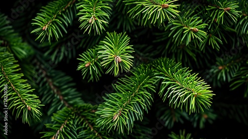 Photo of bright green pine needles set against dark shade