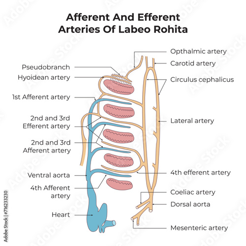 Afferent and Efferent Arteries of Labeo Rohita Science Design Vector Illustration