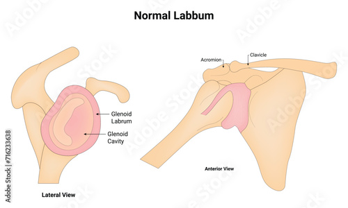 Normal Labbum Science Design Vector Illustration Diagram
