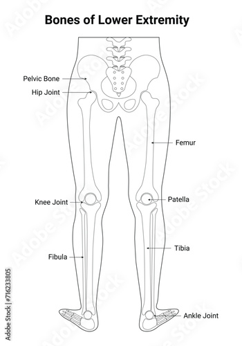 Bone of Lower Extremity Outline Science Design Vector Illustration