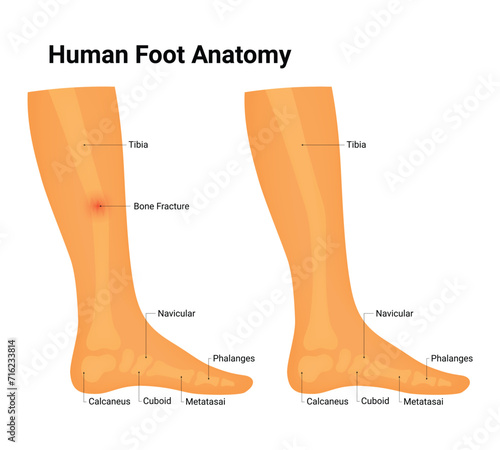 Human Foot Anatomy Science Design Vector Illustration Diagram