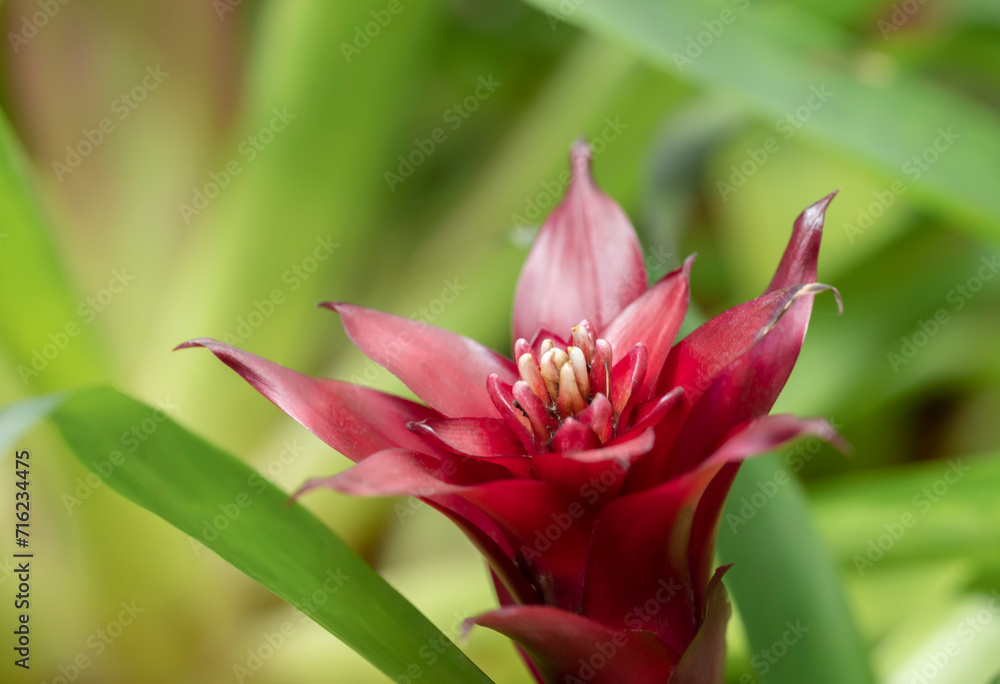Close-up of red bromeliads flowers blooming with natural light in the tropical garden on a blurred green background. Close-up of red bromeliads flowers blooming with natural light in the tropical garden on a blurred green background.