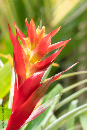 Close-up of vivid orange bromeliads flower and yellow stamen blooming with natural light in the tropical garden on a blurred green background.