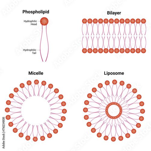 Phospholipid Bilayer Micelle Liposome Science Design Vector Illustration