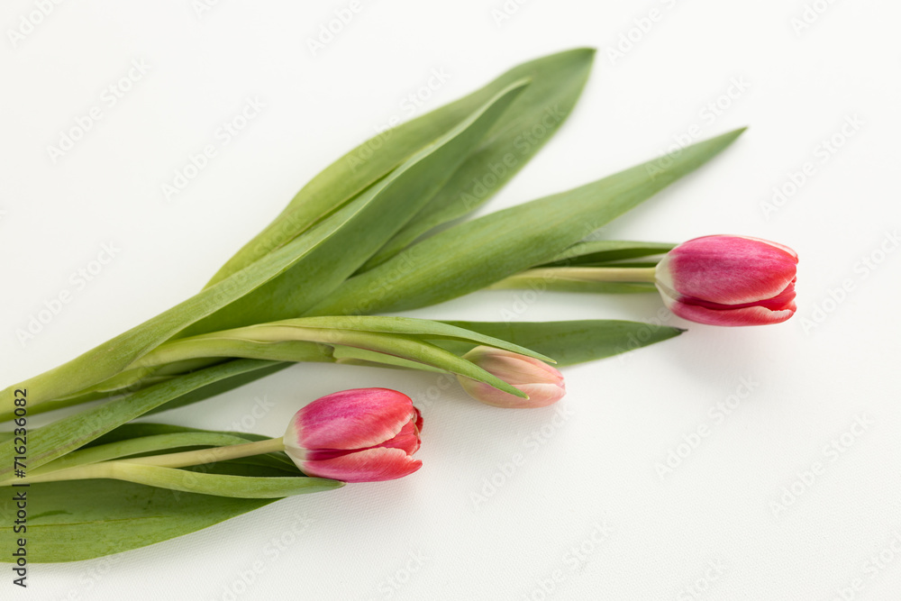 Background for Valentine's Day. Fresh pink tulips on a white background close up. Gift for Women's Day, March 8 Background for Valentine's Day. Fresh pink tulips on a white background close up. Gift for Women's Day, March 8