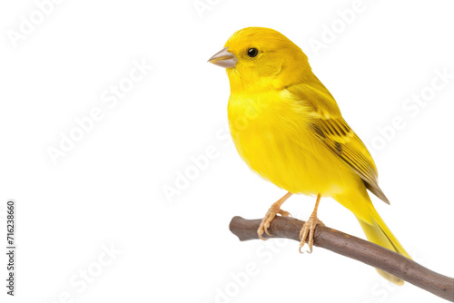 Canary Pose on Branch Isolated On Transparent Background