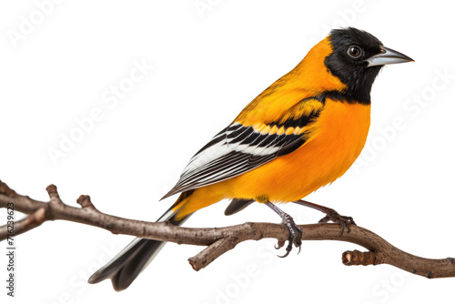 The Beautiful Oriole Isolated On Transparent Background