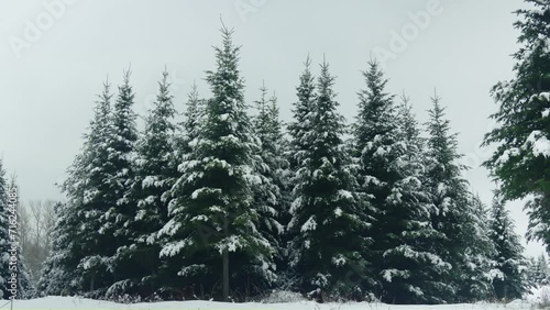 Group of snow covered fir tree christmas forest winter low angle photo