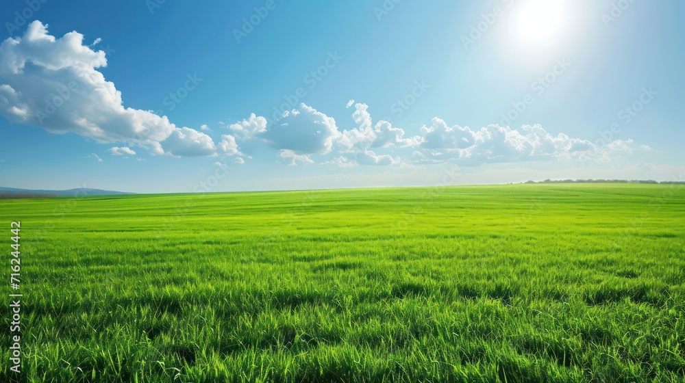 Green field and blue sky with white clouds. Beautiful summer landscape.