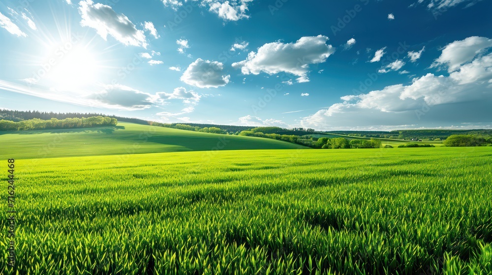 Green field and blue sky with white clouds. Beautiful summer landscape.