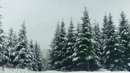 Snow covered fir tree christmas forest winter low angle shot panning right photo