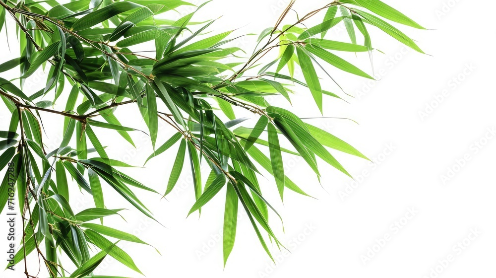 Fototapeta premium bamboo tree branch isolated on white background