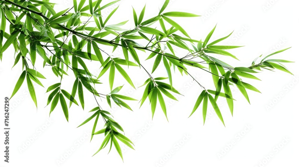 bamboo tree branch isolated on white background