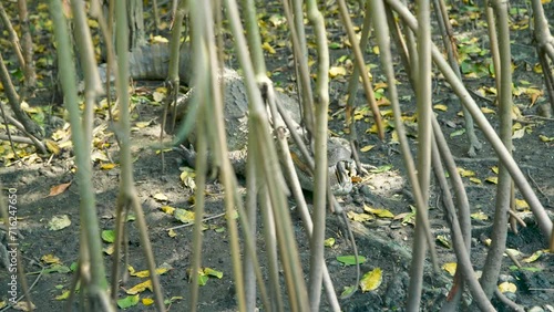 The Brazillian alligator (caiman) is behind the vegetation at the wetland around Rio de Janeiro, Brazil photo