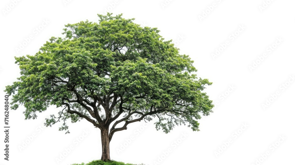 big tree isolate on white background big tree isolate on white background