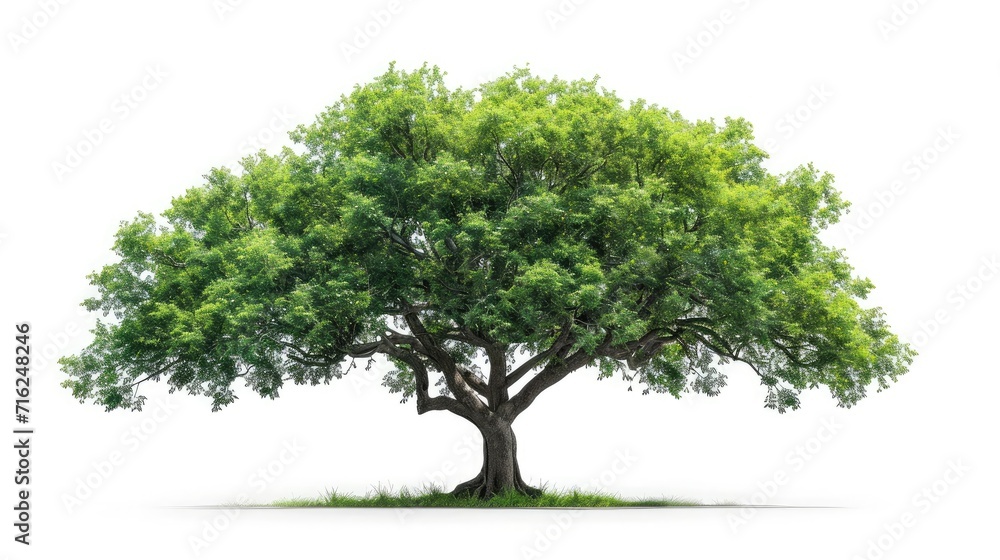 big tree isolate on white background big tree isolate on white background