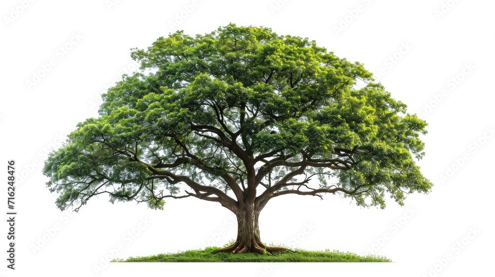 big tree isolate on white background big tree isolate on white background