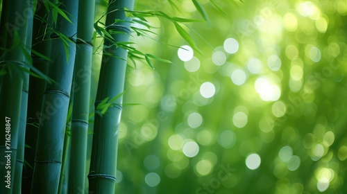 Blurred images of bamboo forest Bamboo Background