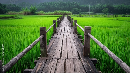 Wooden bridge walkway in the rice fields top veiw
