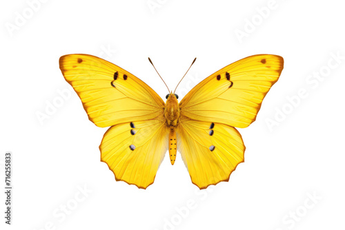 Yellow Butterfly Isolated On Transparent Background