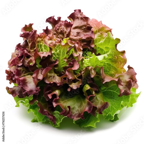 Batavia lettuce, with its mix of green and reddish leaves isolated on white background photo