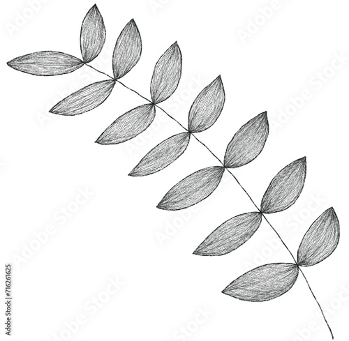 Black and white line leaves shape