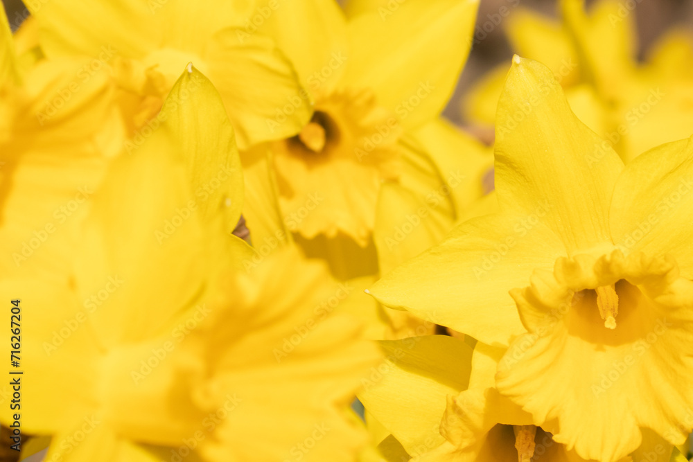 close up of daffodils 