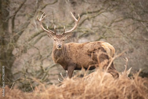 stag in the park