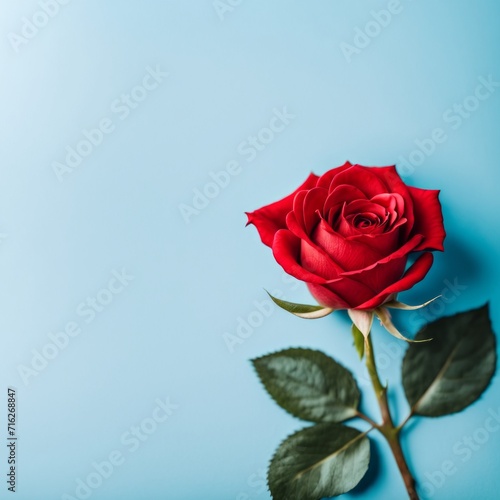 Red rose flower on blue background  Valentine s day greeting card.