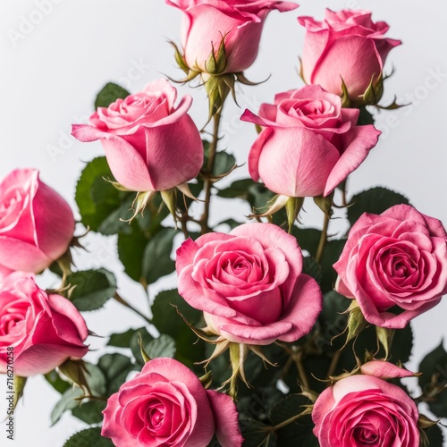 Pink roses on white background © shaadjutt36