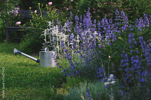 Nepeta (catnip, catmint) blooming in summer cottage garden. Watering can on background. Blue perennial for natural gardens photo